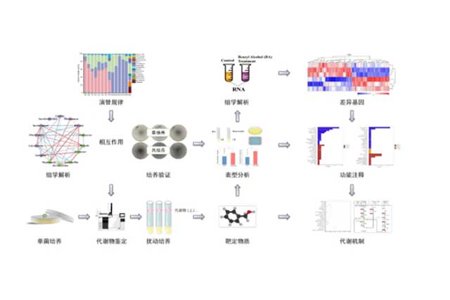 酱香白酒制曲过程中微生物的重要作用(图3)